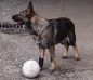 Preview: 7501 TSM vet-Pro Hund Bandage für das Vorderbein
